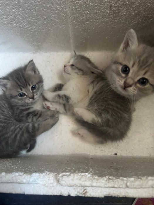 Котята британки короткошерстной
