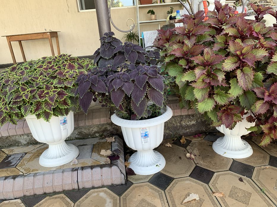 Шикарные цветы для дома и сада