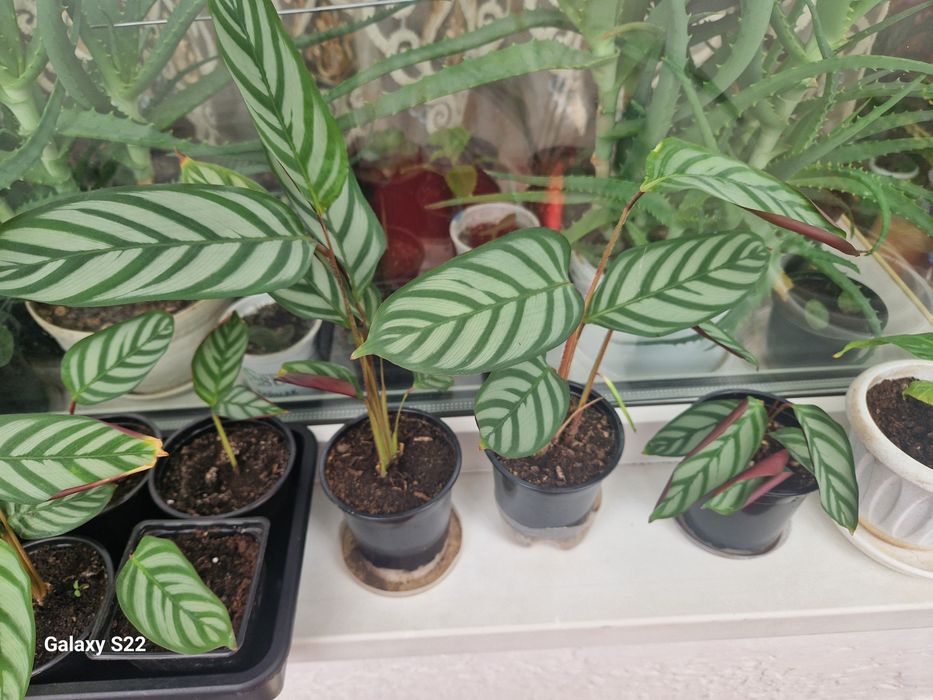 Продам цветы на калта