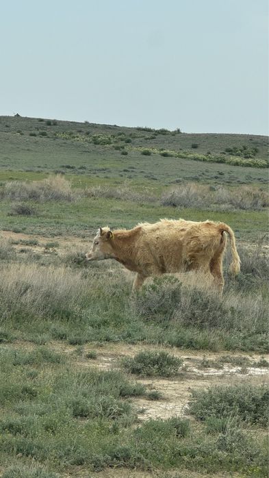 Продаются телята годовалые