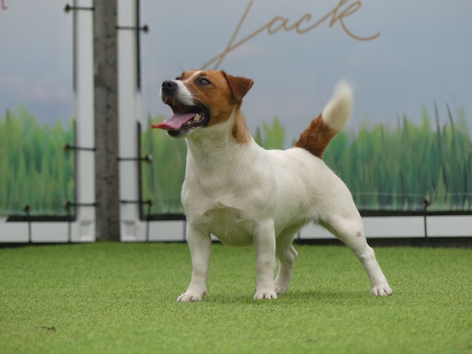 Джак Ръсел, родословие