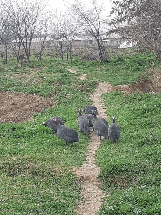 Сисарка товук цисарка