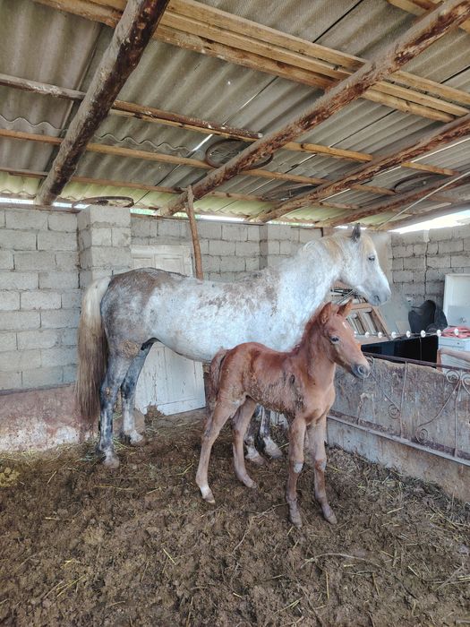 Құлынды бие сатылады