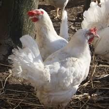 Продаются несушки