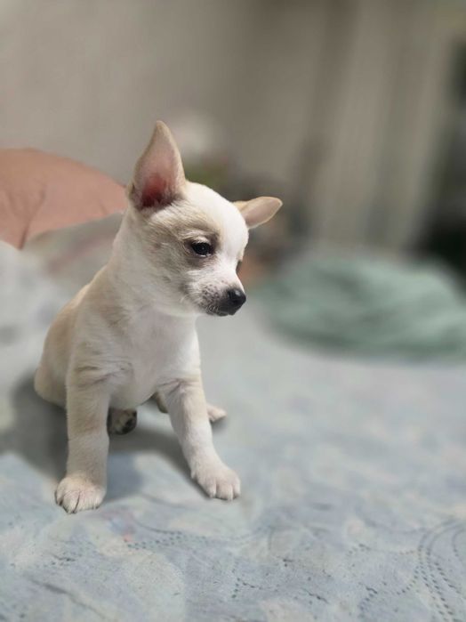 Пинчери 2 женски