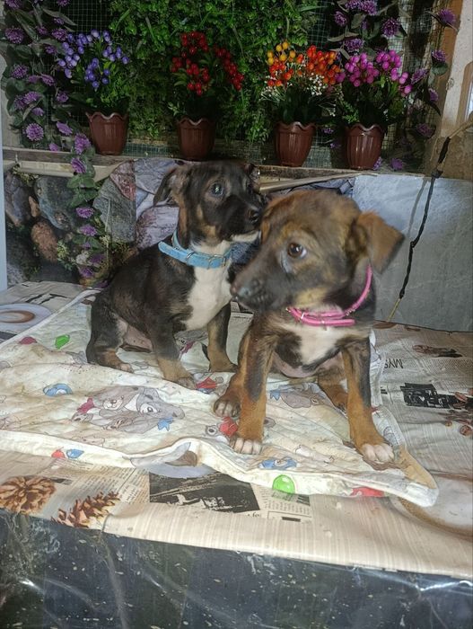 Щенки в добрые ручки