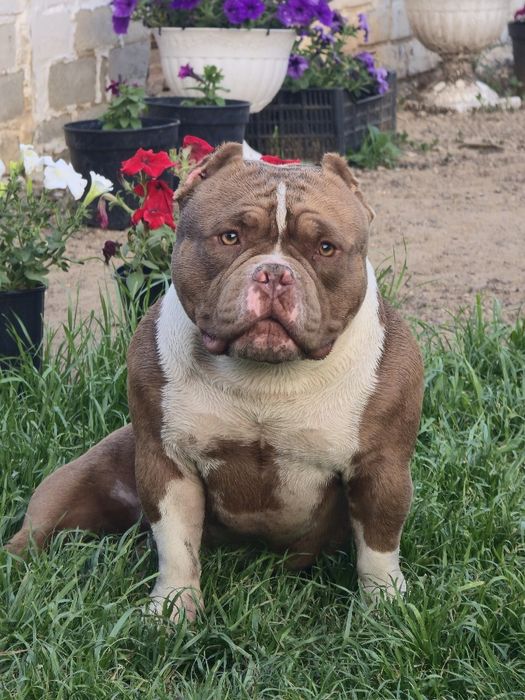 Вязка!Американский булли!