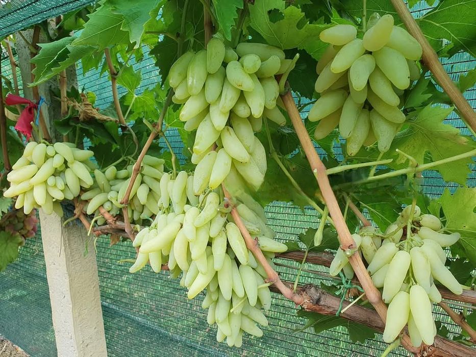 Lamborghini viță de vie