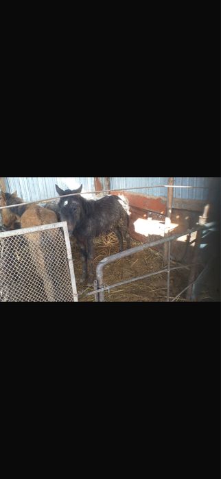 Жабағы 250000 мыңнан саудасы бар