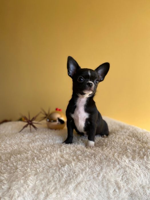 Късокосмето чихуахуа