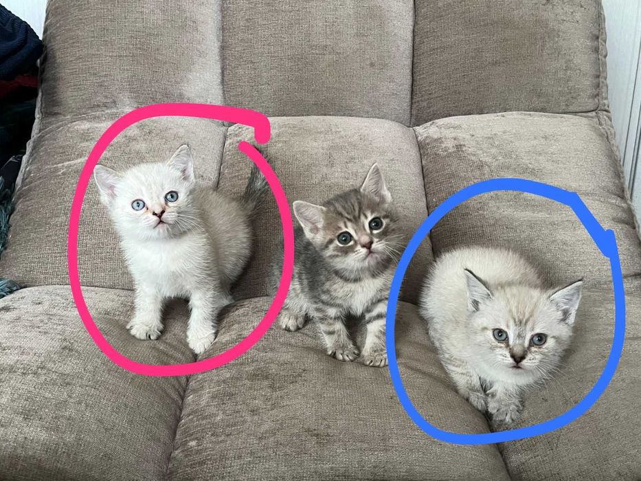 Котята в добрые руки