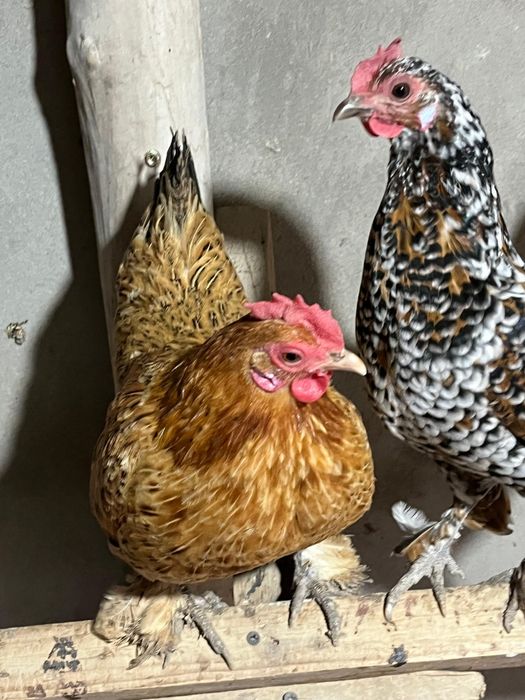 Продам петуха и двух куриц карликовых