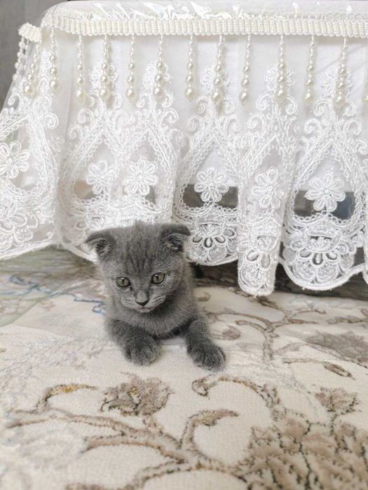 Продается котенок скотиш фолд