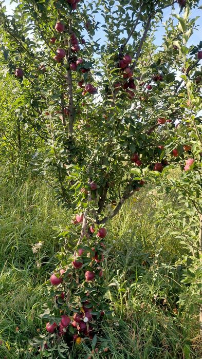 Продам яблоки американка и золотой