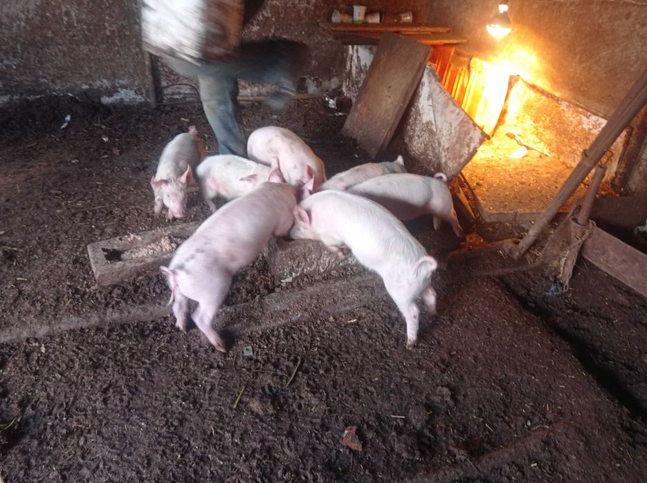 Продавам малки прасенца