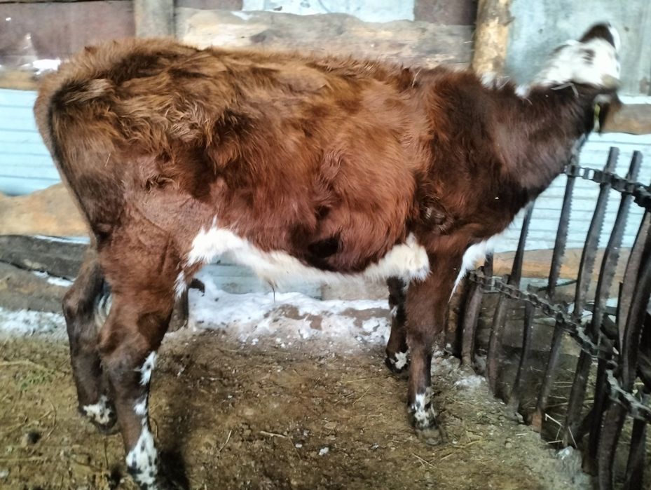 Өгіз және құнан сатылады