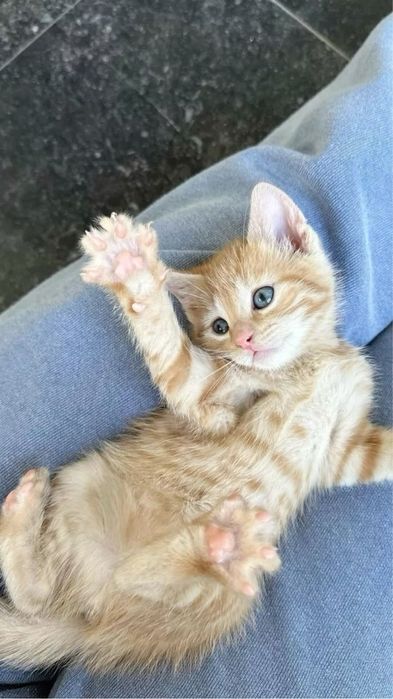 котятки-бандиты в добрые руки!