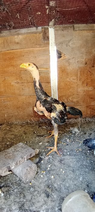 Dakan jojalar sotilad