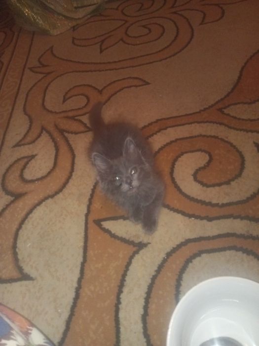 Котенок девочка чистоплотная