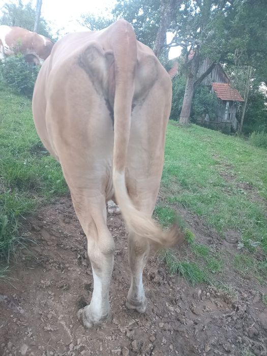 Vând o vacă și o junincă