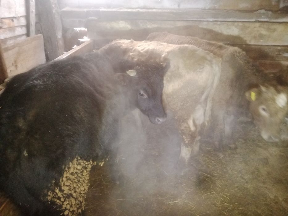 Бұқалар 4 ай бордақылау тұрған