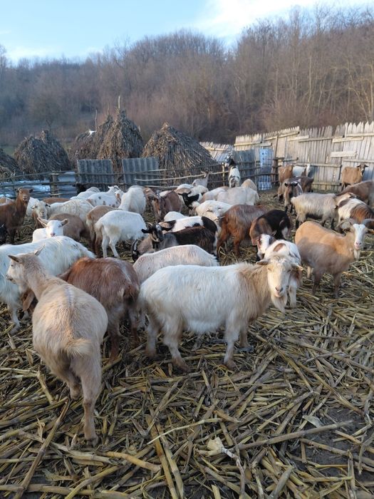 Vând capre de rasă bună