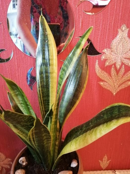 Продам комнатные растения