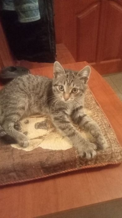 Котик в добрые руки