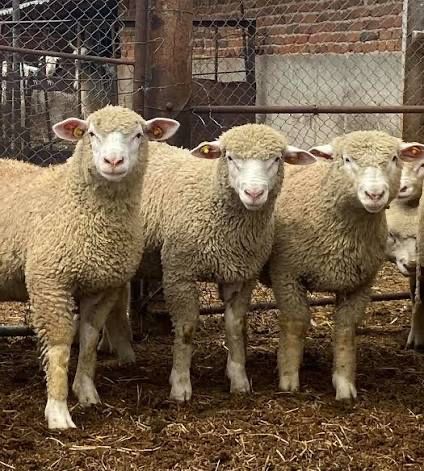 Домашен Селски Коч