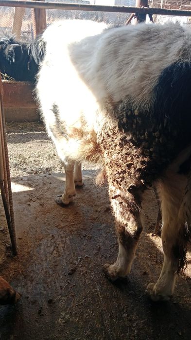 Продам 5 крепких бычков