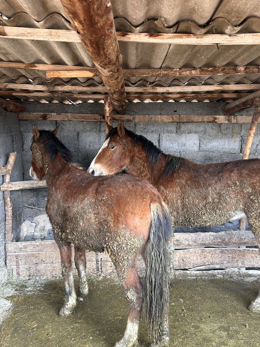 Соғымға 4 бас жылқы сатымын