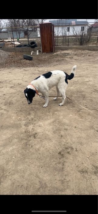 Ұрғашы Алабай ит