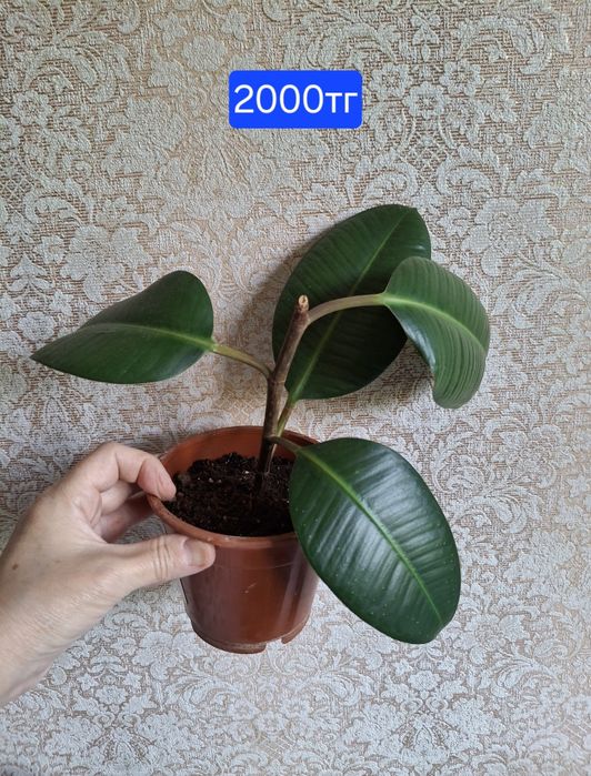 Фикусы. Комнатное растение