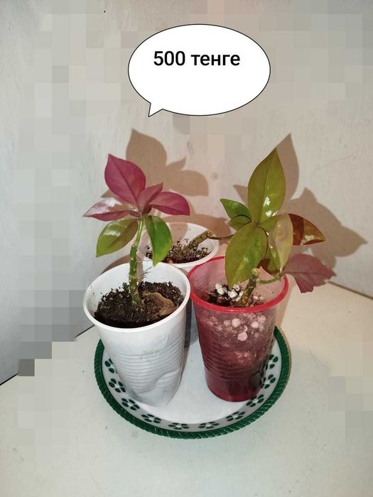 Колеус домашний  и другие