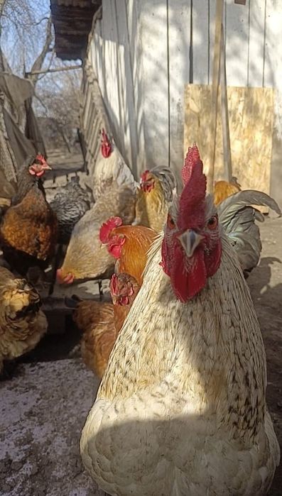 Продам петуха Алматы