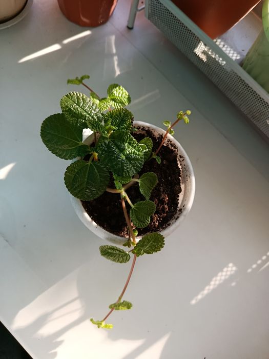 Комнатное растение. Пилея.