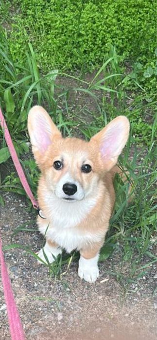 Вельш Корги Пемброк 4 месяца девочка