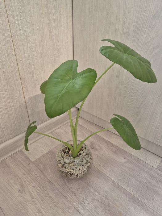 Алоказия Одора (лечебная)