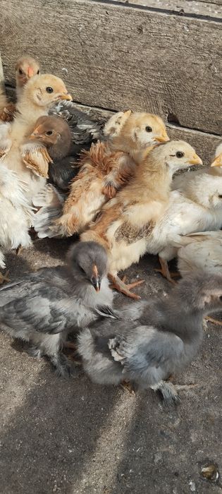 Vand pui de găini de țară