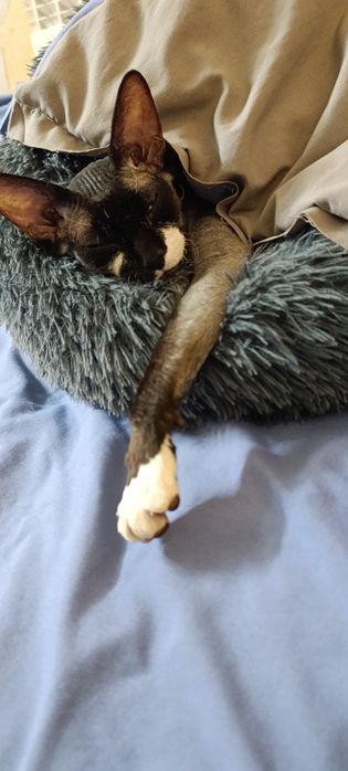 Отдам кошку сфинкс