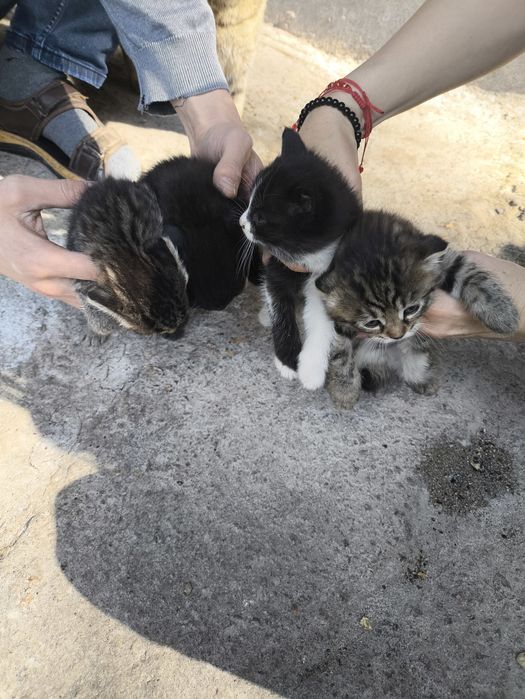 Отдам котят, бесплатно.