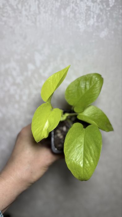 Сциндапсус  Лимон  Лайм, Филадендрон Бразил