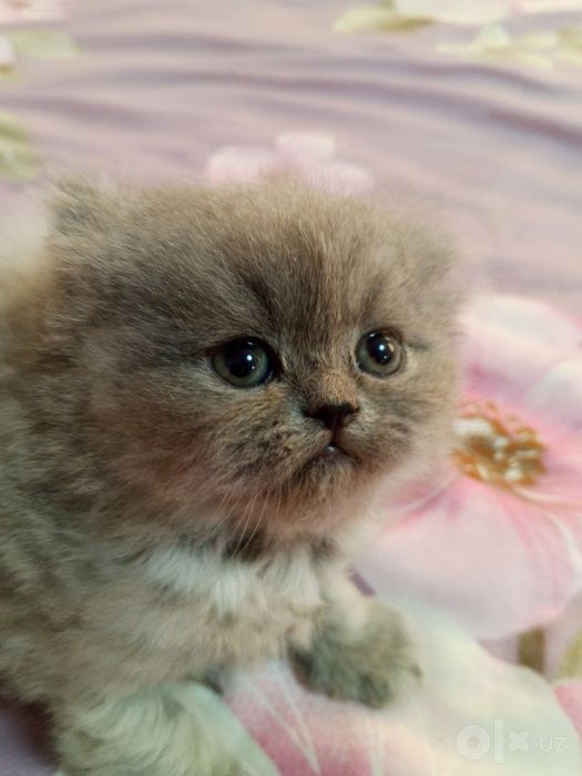 Котята, Скоттиш страйт