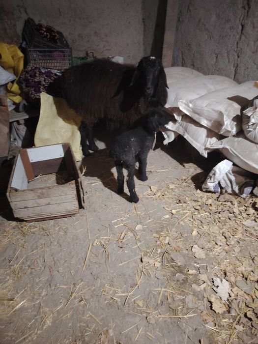 Ona bola qoʻy sotiladi