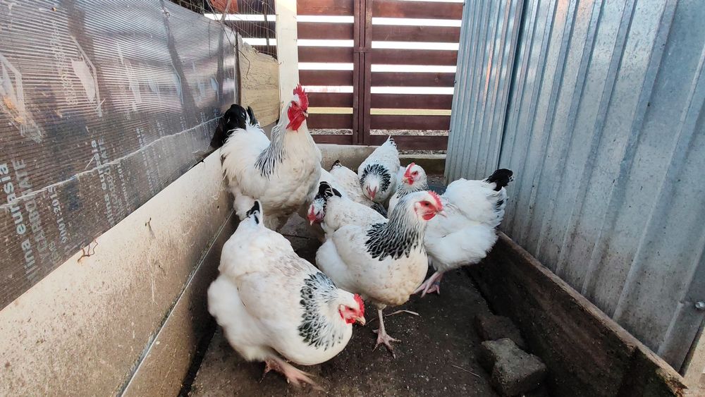 Ouă pt incubat Sussex HD