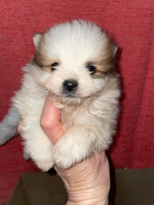 Продается „ Немецкий Шпиц" кобель.