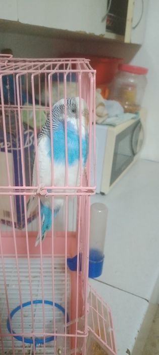 Попугай Вольнистый  девочка