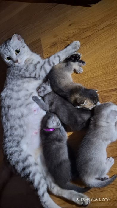 Шотландский вислоухий котят