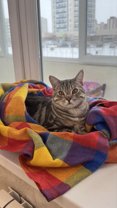 Котята бесплатно кот КАСТРИРОВАН