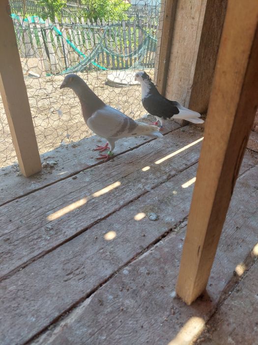 Porumbei de vanzare  sibiu